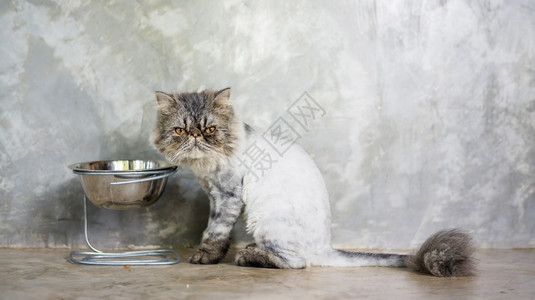 准备吃饭的波斯猫图片
