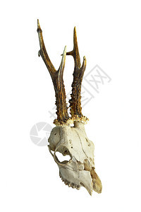 在白后方Capreoluscapreelolus头骨上被孤立工作室骨骼麈图片