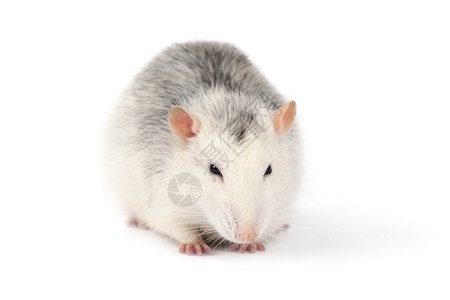 灰色的在白上被孤立的大灰老鼠直接看着摄像机红鼠宠物内装小老鼠关闭在白色上被孤立的大滑脸灰老鼠直接看着相机有趣的白色图片