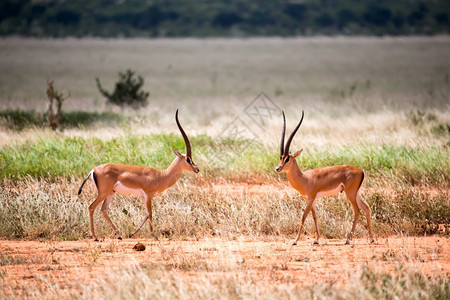 国民肯尼亚大草原上的羚羊肯尼亚大草原上的羚羊美丽公园图片