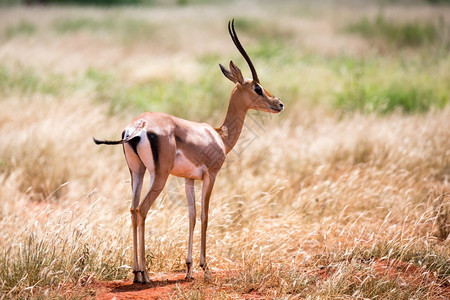 肯尼亚大草原上的羚羊肯尼亚大草原上的羚羊美丽森林南部图片