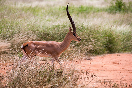 景观绿色南部肯尼亚大草原上的羚羊肯尼亚大草原上的羚羊图片