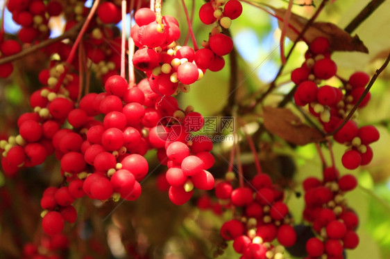 庄稼植物在花园里红的成熟树枝红和成熟图片