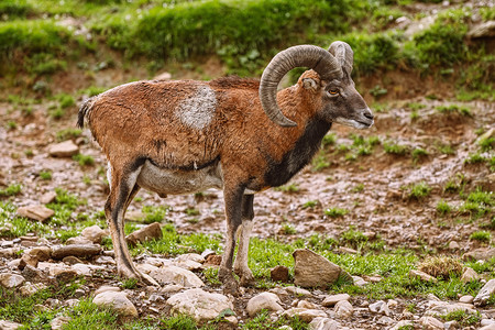 反刍动物大布朗公羊站在牧场附近大布朗公羊国内的喇叭图片