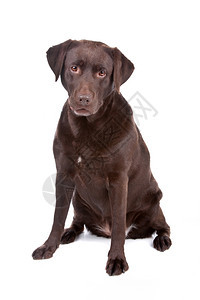 棕色的相机可爱巧克力拉布多猎犬狗巧克力拉布多猎犬狗坐在白色背景上孤立图片