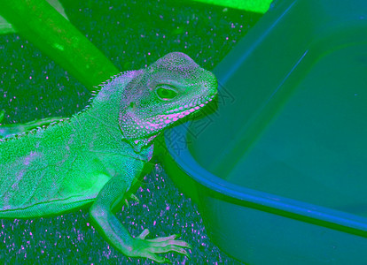 水藻或东蜥蜴拉丁地表立体结晶菌绿色动物学图片