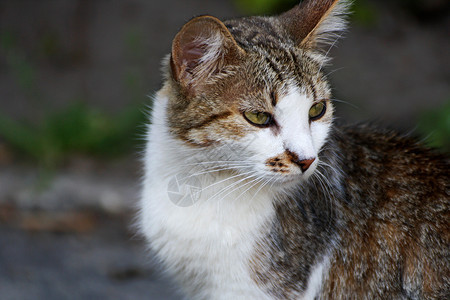 头发荒野黑白颜色猫的形画像捕食者图片