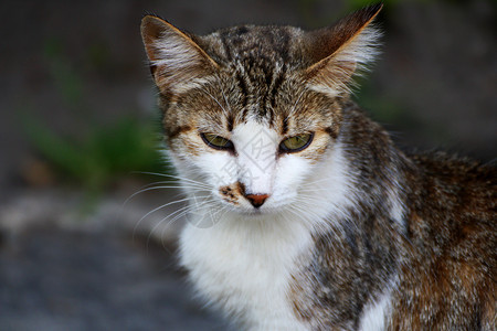 一只猫的肖像穿着白色和红的外套俏皮小猫哺乳动物图片