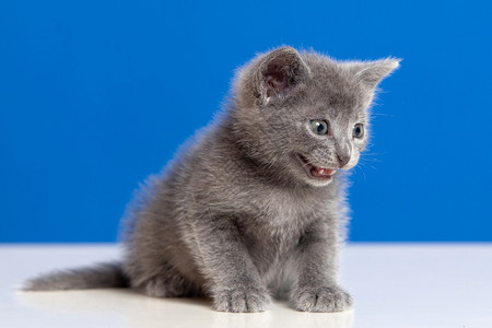 小猫蓝底有灰色头发的小猫哺乳动物毛皮年轻的图片