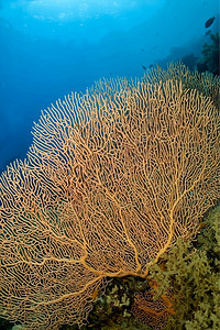 巨大的型柳珊瑚海景礁红海埃及荒野洋图片