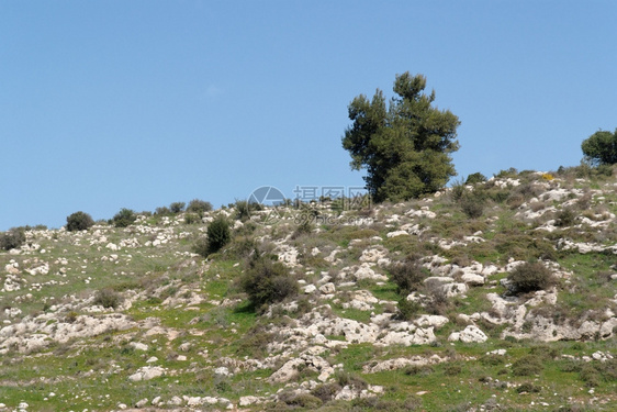 地中海山坡上孤独的一棵树景观草中部地区图片