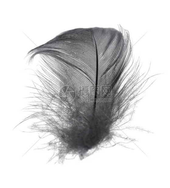 鹰孔雀时尚美丽的黑羽毛在白色背景上被孤立图片