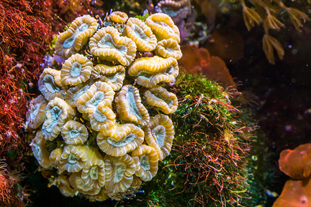 无脊椎动物异国情调安古洛萨大型花朵珊瑚来自西海的石质珊瑚洋生物背景的紧闭图片