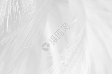 美丽的白色羽毛羊花纹理背景天堂毛茸的使图片