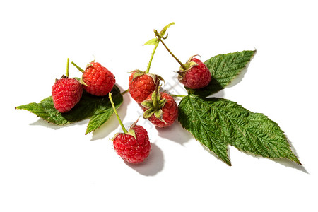 饮食绿色有机的新鲜草莓白色背景上的叶子与白隔绝图片