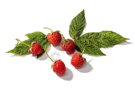 团体荒野新鲜的草莓白色背景上的叶子与白隔绝伊达乌斯图片