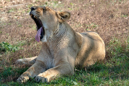 古吉拉特邦野生动物波斯A类严重濒危物种美洲豹Leopersica图片