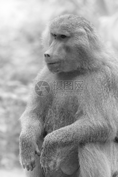 野外哈马德里亚斯的肖像一种非洲人野生动物图片