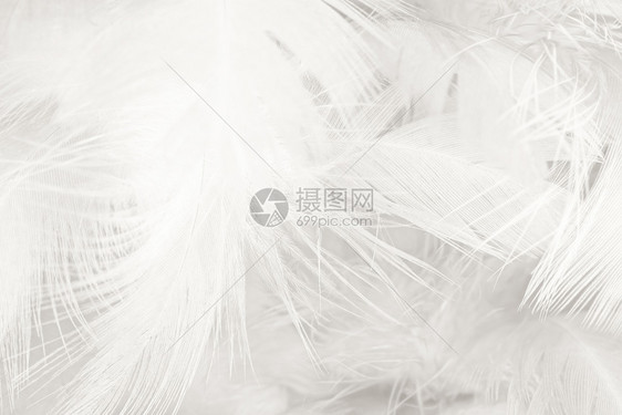 白色的美丽羽毛羊花纹理背景灰色的天使图片