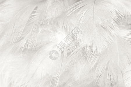 内部的美丽白色羽毛羊花纹理背景柔软度灰色的图片
