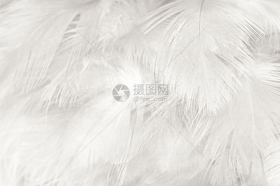 内部的美丽白色羽毛羊花纹理背景柔软度灰色的图片