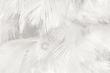 天使梦美丽的白色羽毛羊花纹理背景质地图片
