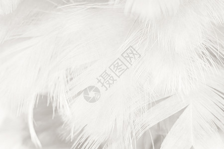 柔软的内部粉彩美丽白色羽毛羊花纹理背景图片