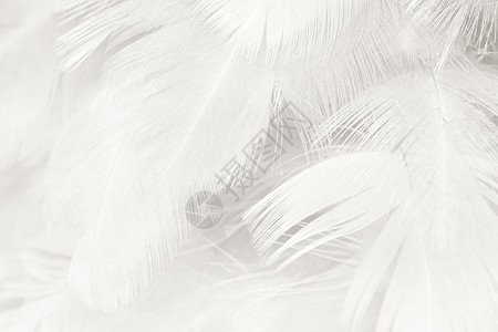 鹰柔软度抽象的美丽白色羽毛羊花纹理背景图片