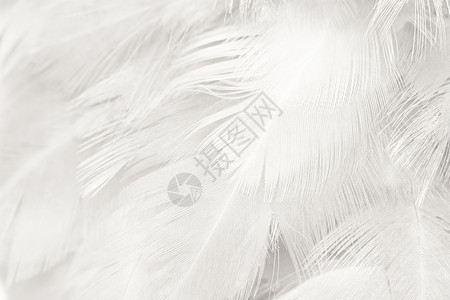 光滑的毛茸美丽白色羽毛羊花纹理背景天鹅图片