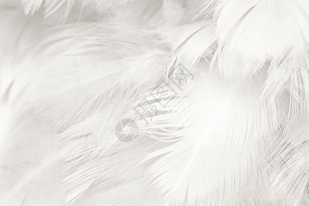 自然美丽的白色羽毛羊花纹理背景梦茸的图片