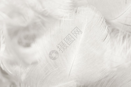 粉彩优雅的现代美丽白色羽毛羊花纹理背景图片