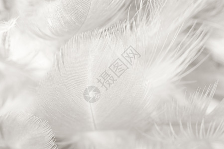 鹰美丽的白色羽毛羊花纹理背景房间毛茸图片