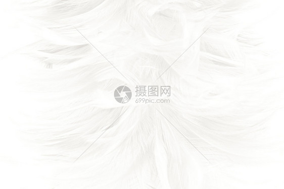 柔软的鸡奢华美丽白色羽毛羊花纹理背景图片