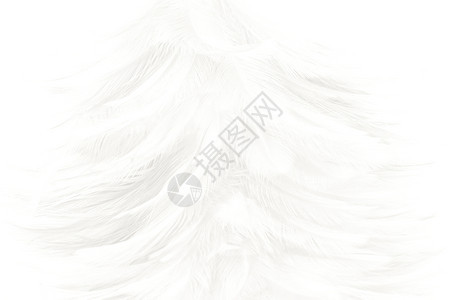 自然现代的美丽白色羽毛羊花纹理背景抽象的图片