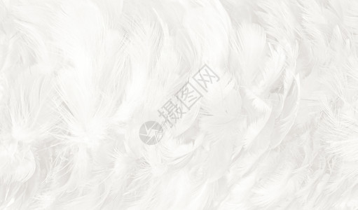 蓬松的天堂美丽白色羽毛羊花纹理背景内部的图片