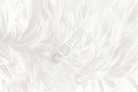 颜色自然光滑的美丽白色羽毛羊花纹理背景图片