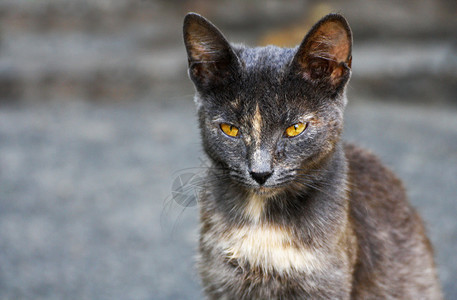 黄色眼睛的大短毛猫肖像动物群驯服为了图片