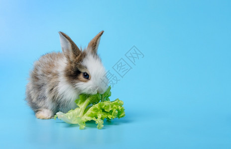 吃生菜叶的可爱小兔子图片