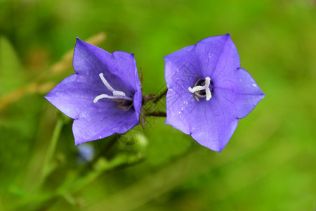 美丽的花园里有两朵蓝铃兰花风草盛开图片