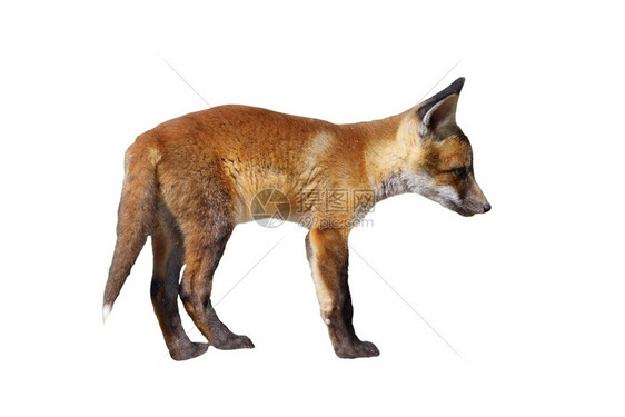 毛皮荒野欧洲红狐狸幼崽被白种背景隔离全身动物硫磺腐烂美丽的图片