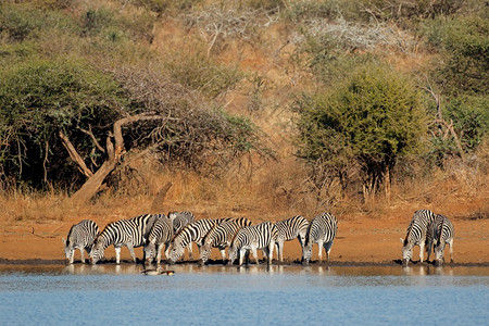 放牧南部非克鲁格公园Kruger公园Equusburchelli饮用水平原图片