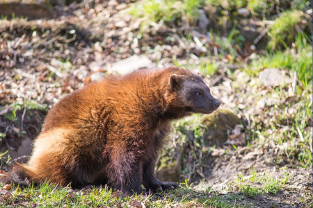 危险的森林金刚狼古洛坐在草地上也叫贪食者卡尔茹臭鼬熊或快速孵化器哺乳动物背景图片