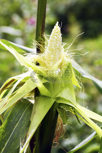 玉米的生长方式植物群绿色收成图片