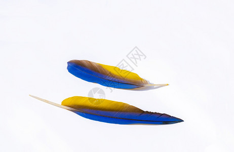 金子美丽的颜色两只蓝黄的金毛羽以孤立的白色背景图片