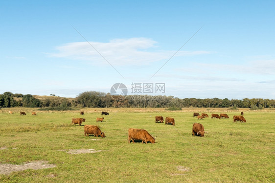 野生动物伦特夫鲁格场地苏兰高人图片