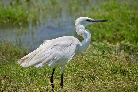 鸟类学的动物小白鹭Egrettagarzetta考杜拉公园斯里兰卡亚洲图片