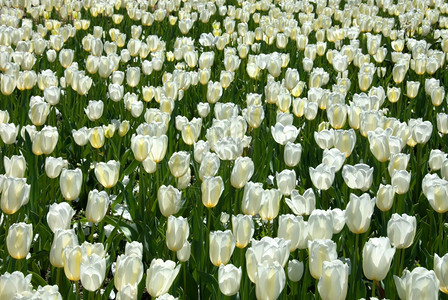 美丽的郁金香花园图片