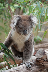 灰色的毛皮土生长澳大利亚Koala熊食用叶树柔软的图片