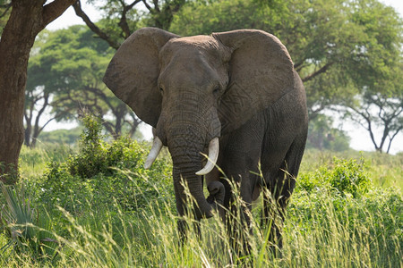 国民环境非洲大象Loxodontaafriana乌干达穆尔奇松瀑布公园风景优美图片