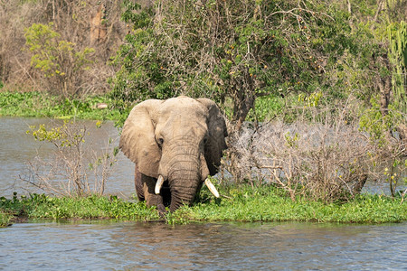 非洲大象Loxodontaafriana乌干达穆尔奇松瀑布公园野生动物路德维希下降图片